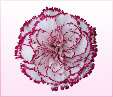 ܰ(carnation)