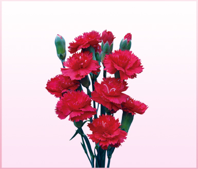 康乃馨(carnation)