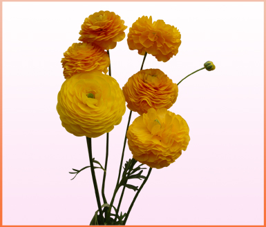 发达-金黄 pauline gold-洋牡丹(ranunculus-缤纷园艺有限公司