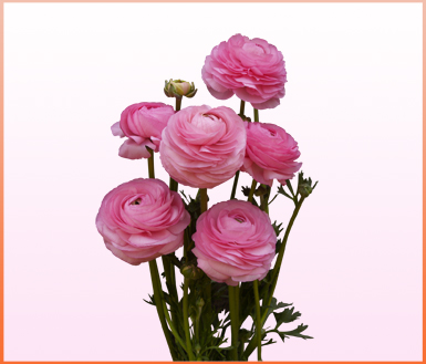 金贵粉色 (giga pink)-洋牡丹(ranunculus)-缤纷园艺