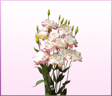 玛莉白底粉边 (mariachi pink picotee)