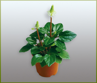 圣诞碧玉(peperomia-椒草(peperomia-缤纷园艺有限公司