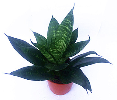 Ҷβ(sansevieria)