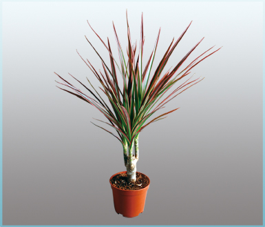 单柱七彩铁(dracaena marginata colorama)
